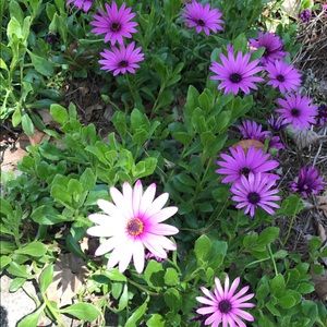 Meet your Posher, Diane